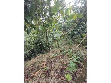 SE VENDE FINCA A 12 MINUTOS DE MANIZALES