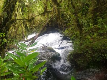 Parcela en venta en CISNES