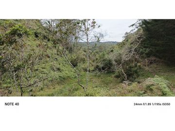 vendo finca productiva san vicente Ferrer Antioquia 93,4 hectareas