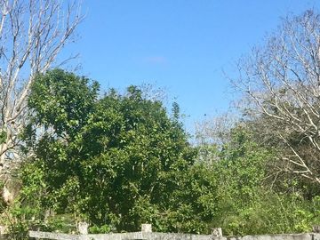 Hacienda en Cansahcab, Yucatán, en venta