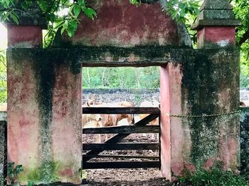 Hacienda en Cansahcab, Yucatán, en venta