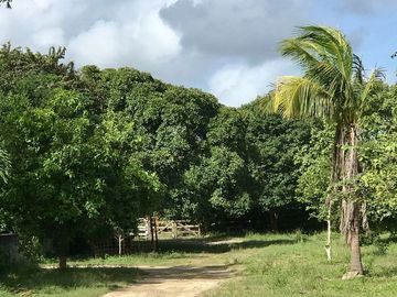 Hacienda en Cansahcab, Yucatán, en venta