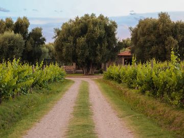 Lot E27 – Algodón Wine Estates