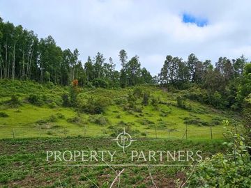 ¡Oportunidad! .. Campo  de 9 hectáreas en Panguipulli sector Dollinco.