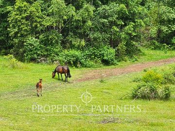 ¡Oportunidad! .. Campo  de 9 hectáreas en Panguipulli sector Dollinco.