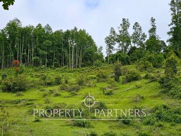 ¡Oportunidad! .. Campo  de 9 hectáreas en Panguipulli sector Dollinco.