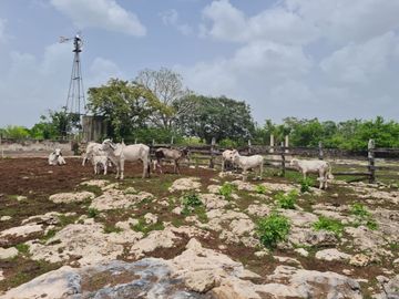 Amplio Rancho en venta en Dzilam de gonzalez, todos los servicios.
