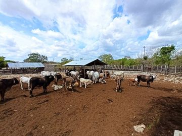 Amplio Rancho en venta en Dzilam de gonzalez, todos los servicios.