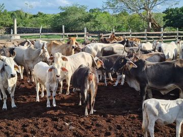 Amplio Rancho en venta en Dzilam de gonzalez, todos los servicios.