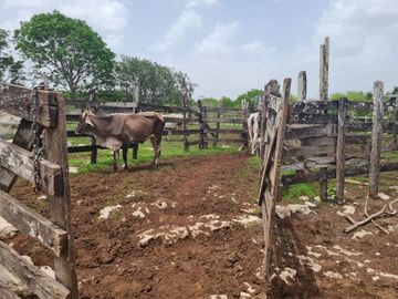 Amplio Rancho en venta en Dzilam de gonzalez, todos los servicios.