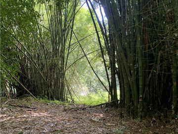 Venta lotes en MINCA – Sierra Nevada de SANTA MARTA, Colombia