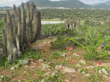 Parcela en venta en COQUIMBO
