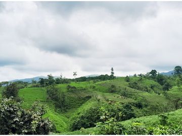 Venta de Hacienda en el Sector Santo Domingo, a 16 km de la Ciudad.