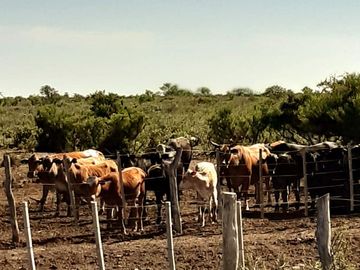 Campo venta