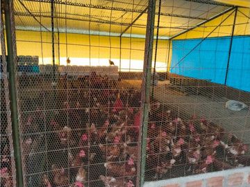 Vendo finca de producion y descanso en caloto departamento del cauca