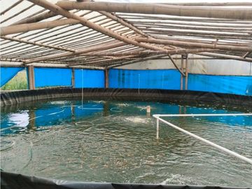 Vendo finca de producion y descanso en caloto departamento del cauca