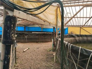 Vendo finca de producion y descanso en caloto departamento del cauca
