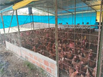 Vendo finca de producion y descanso en caloto departamento del cauca