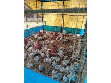 Vendo finca de producion y descanso en caloto departamento del cauca