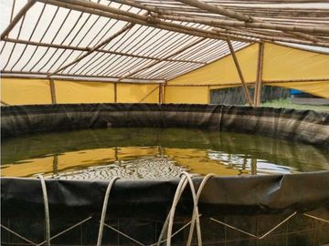 Vendo finca de producion y descanso en caloto departamento del cauca