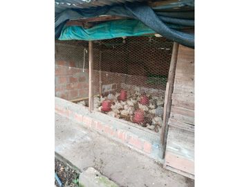 Vendo finca de producion y descanso en caloto departamento del cauca