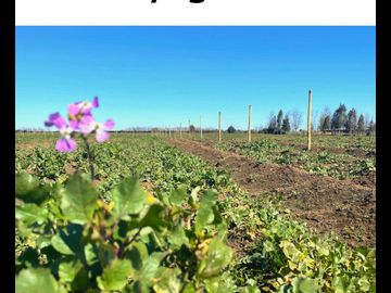 Parcela en venta en CHILLÁN