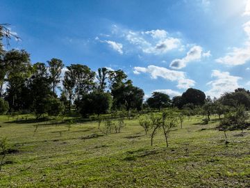 BOSQUECILLO - BARRIO DE MONTAÑA