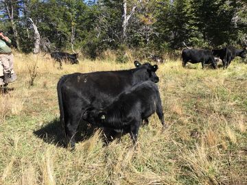 Campo en Corcovado Provincia de Chubut
