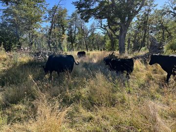 Campo en Corcovado Provincia de Chubut