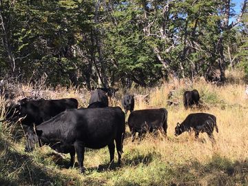 Campo en Corcovado Provincia de Chubut