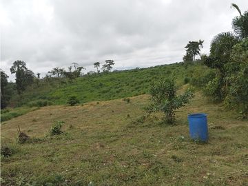 Terreno Pedro Vicente Maldonado 10 hectareas trabajado para Palmito