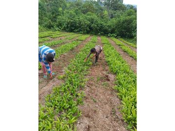 Terreno Pedro Vicente Maldonado 10 hectareas trabajado para Palmito