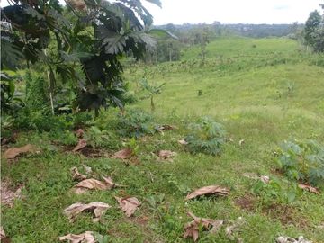 Terreno Pedro Vicente Maldonado 10 hectareas trabajado para Palmito