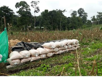 Terreno Pedro Vicente Maldonado 10 hectareas trabajado para Palmito