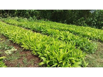 Terreno Pedro Vicente Maldonado 10 hectareas trabajado para Palmito