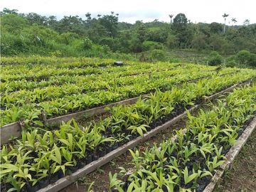 Terreno Pedro Vicente Maldonado 10 hectareas trabajado para Palmito