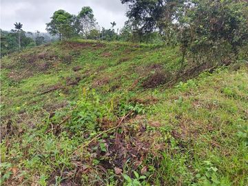 Terreno Pedro Vicente Maldonado 10 hectareas trabajado para Palmito