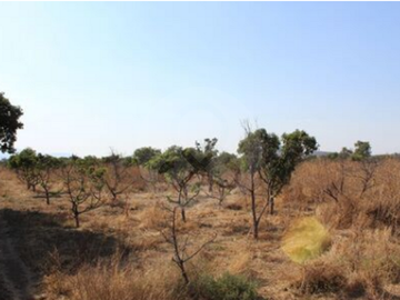 Finca en venta en Zacoalco de Torres Centro