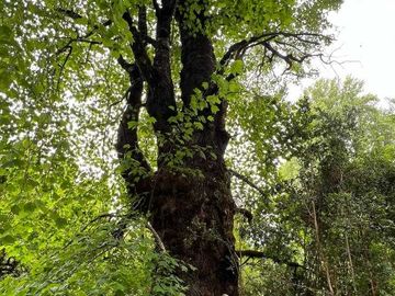 Parcela en venta en LOS LAGOS