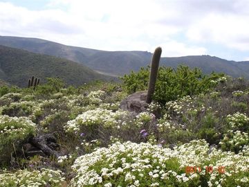 Parcela en Venta en Mirador de Talinay I