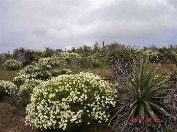 Parcela en Venta en Mirador de Talinay I