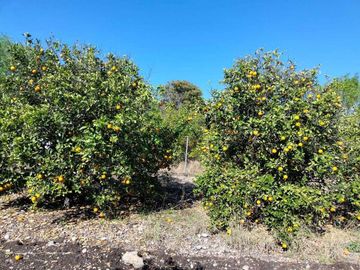 Huerta en el FRAILE con comodidades para el descanso/diversión