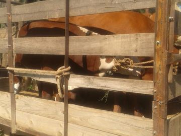 Lencke Vende - Campo en produccion de aceitunas - Capayan