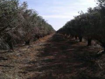 Lencke Vende - Campo en produccion de aceitunas - Capayan