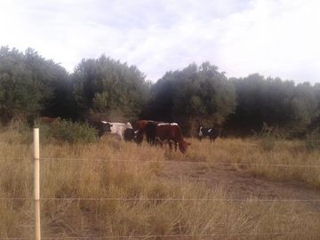Lencke Vende - Campo en produccion de aceitunas - Capayan