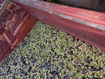 Lencke Vende - Campo en produccion de aceitunas - Capayan