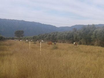 Lencke Vende - Campo en produccion de aceitunas - Capayan