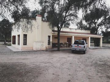 Lencke Vende - Campo en produccion de aceitunas - Capayan