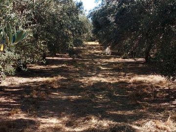 Lencke Vende - Campo en produccion de aceitunas - Capayan