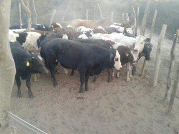 Lencke Vende - Campo en produccion de aceitunas - Capayan